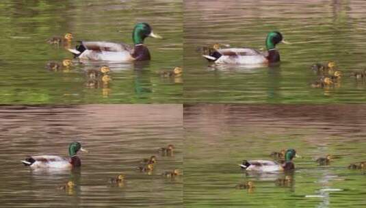 绿头鸭带小鸭在水面上游泳高清在线视频素材下载