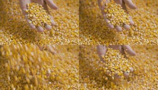 农民手中的玉米谷物高清在线视频素材下载