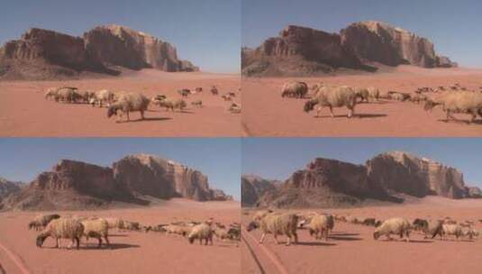 沙漠中觅食的羊群高清在线视频素材下载