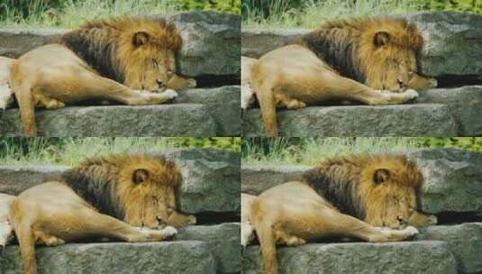 狮子躺在石头上高清在线视频素材下载