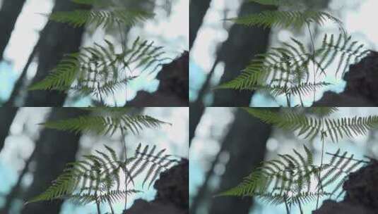 叶子慢镜头视频逆光下蕨类叶子在风中摇动高清在线视频素材下载