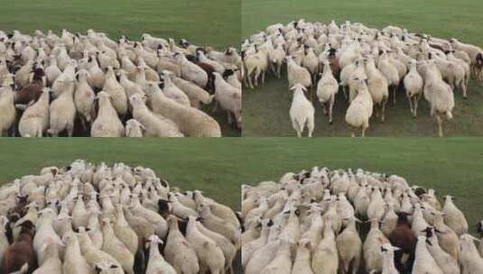 内蒙古锡林浩特草原羊群航拍709高清在线视频素材下载