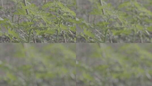 番茄西红柿温室生长微距拍摄LOG素材高清在线视频素材下载