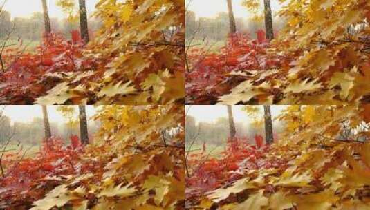 红黄相间的秋叶高清在线视频素材下载