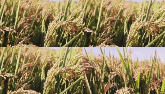 秋天水稻成熟丰收高清在线视频素材下载