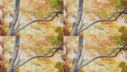 深秋曲院风荷景区内红色的枫叶高清在线视频素材下载