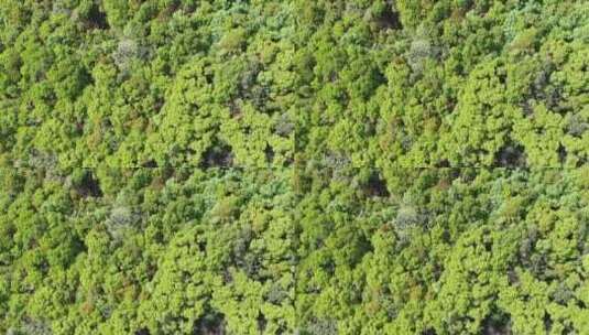 航拍绿色森林植物高清在线视频素材下载