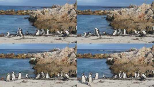 海滩上的企鹅高清在线视频素材下载