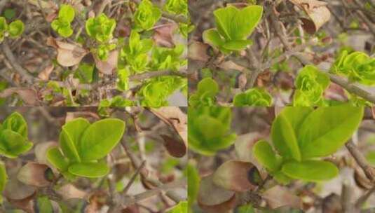 【镜头合集】春暖花开嫩绿叶子发芽高清在线视频素材下载