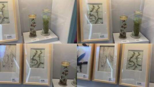 树叶植物亚克力标本展示装饰画高清在线视频素材下载