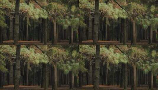茂密的松树林高清在线视频素材下载