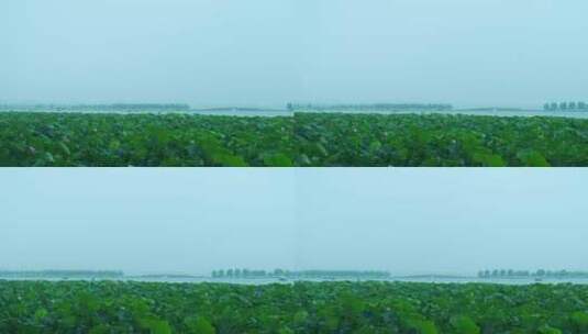 杭州西湖唯美朦胧雾气与碧绿荷叶自然风光高清在线视频素材下载