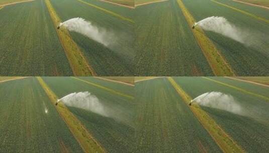 灌溉 农业 现代农业 浇水 农田浇水高清在线视频素材下载