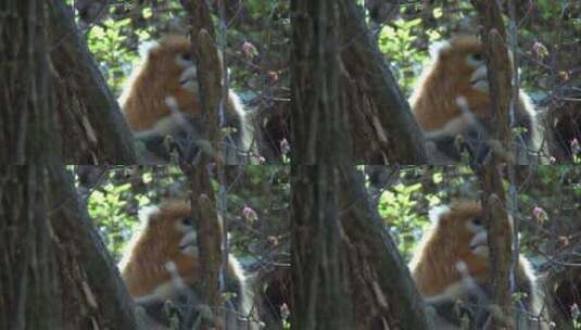 金丝猴坐在树枝上3高清在线视频素材下载