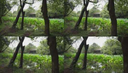 杭州西溪国家湿地公园绮云馆高清在线视频素材下载
