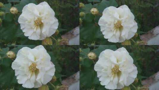 花卉美丽唯美的木芙蓉花朵高清在线视频素材下载