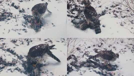 寒冷冬季鹰隼捕食野鸡进食高清在线视频素材下载