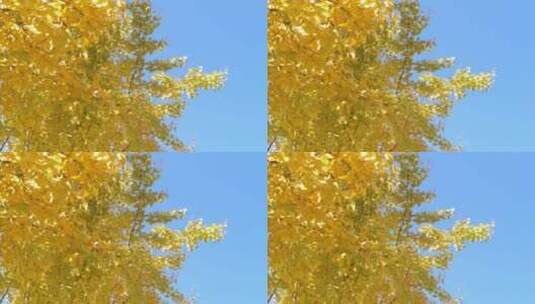 秋天里金黄唯美的阳光银杏树树叶黄色高清在线视频素材下载