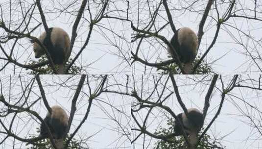 一只大熊猫在冬天光秃秃的树梢高清在线视频素材下载
