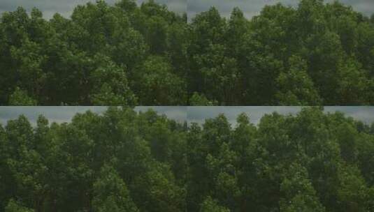 风吹树叶自然风光视频素材高清在线视频素材下载