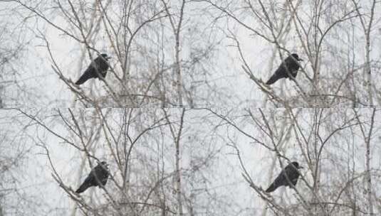 乌鸦在雪地里休息高清在线视频素材下载