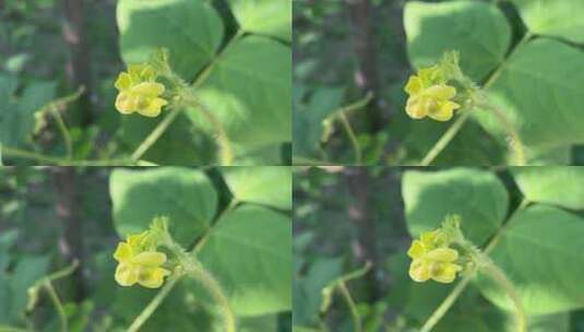 黄色绿豆花朵高清在线视频素材下载