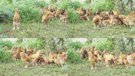 散养鸡跑山鸡农场养殖基地北京油鸡高清在线视频素材下载