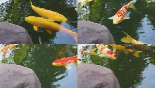 金鱼在水中游动高清在线视频素材下载