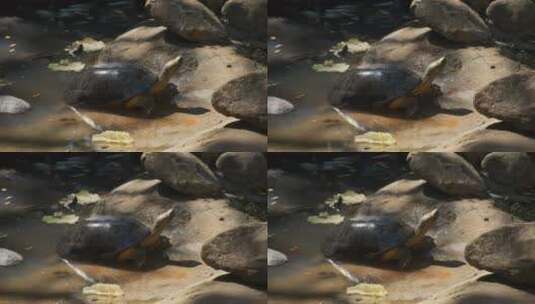 在阳光下取暖的乌龟高清在线视频素材下载
