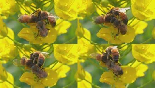 三只蜜蜂挤在油菜花上一起采蜜慢镜头特写高清在线视频素材下载