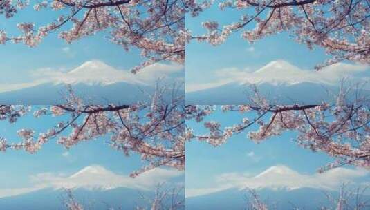 日本的富士山和樱花高清在线视频素材下载