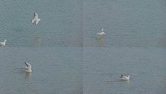 8k实拍湿地浅滩上的海鸥水鸟高清在线视频素材下载