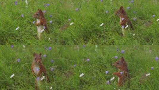 春季松鼠草地觅食唯美风景高清在线视频素材下载