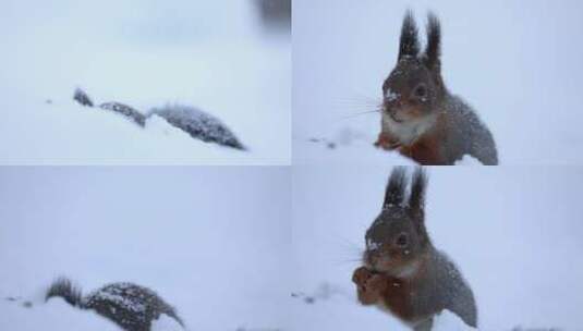 松鼠冬季森林大雪中觅食高清在线视频素材下载