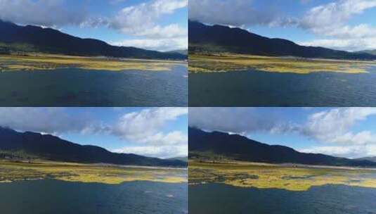 冬季金黄水草 湖泊湿地高清在线视频素材下载