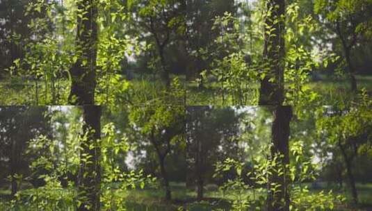 户外森林绿色植物高清在线视频素材下载