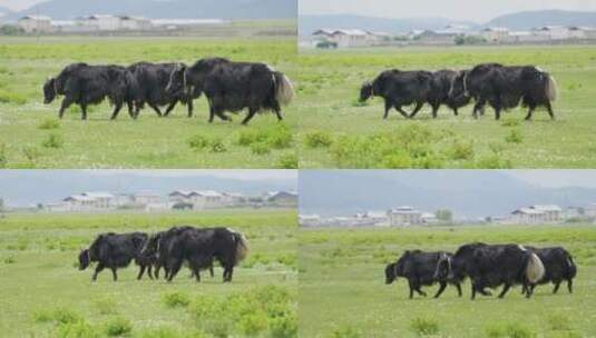 草地上的牦牛群高清在线视频素材下载