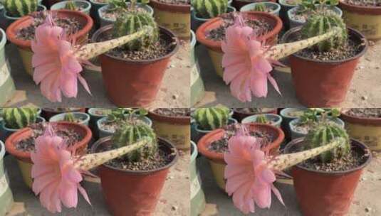 粉色彩球仙人掌花朵高清在线视频素材下载