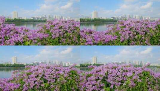 蒜香藤开花开满鲜花的围墙高清在线视频素材下载