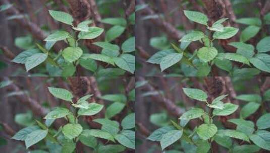 慢镜头雨滴落在雨林绿色植物叶片上高清在线视频素材下载