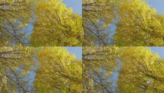 仰拍微风中的金黄银杏树高清在线视频素材下载