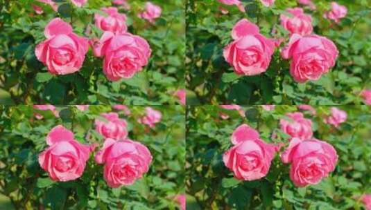 春天 玫瑰花 月季花 花朵 鲜花 花园 春天高清在线视频素材下载