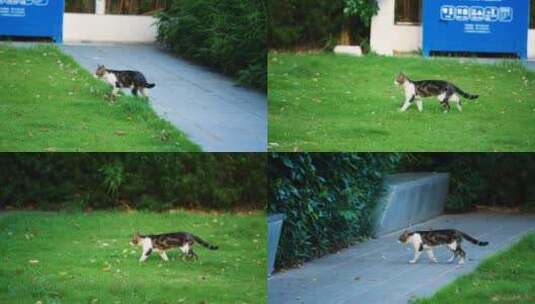 小区草地上的流浪猫虎斑猫4k视频素材高清在线视频素材下载