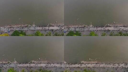 【正版4K素材】深圳湾人群观鸟高清在线视频素材下载