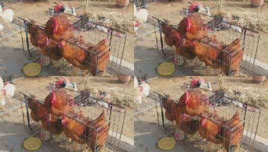 春节赶年集过大年买公鸡屠宰高清在线视频素材下载