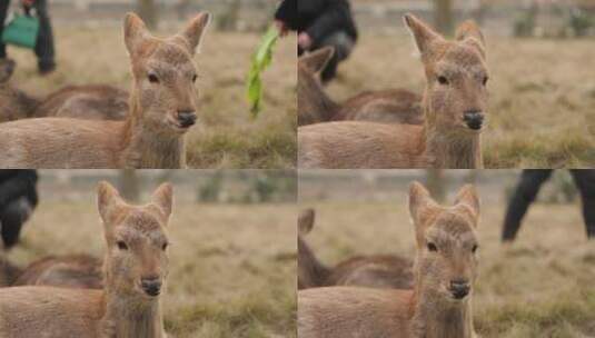 野生动物园的梅花鹿高清在线视频素材下载