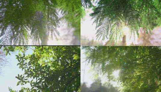 阳光穿过树叶唯美空镜高清在线视频素材下载
