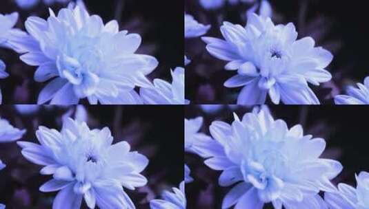 4K蓝色菊花开花延时实拍素材高清在线视频素材下载