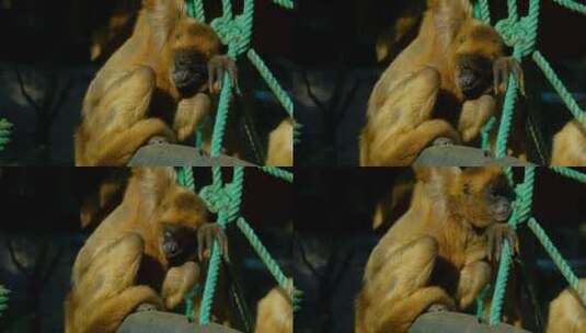 动物园猴子高清在线视频素材下载
