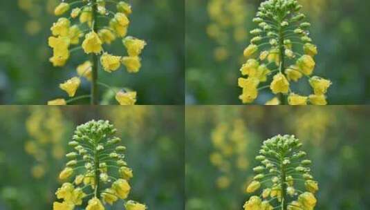 黄色油菜花田与采蜜蜜蜂高清在线视频素材下载